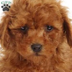 Rex/Miniature Poodle									Puppy/Male	/33 Weeks,Here comes the cutest red Mini Poodle you will ever meet! This adorable puppy is up to date on shots and dewormer and has been seen by the vet! The breeder raises the puppies in their house to make sure each puppy receives extra attention and socialization. If you are searching for a puppy who will be the perfect house dog contact the breeder today!To contact the breeder about this puppy, click on the “View Breeder Info” tab above.