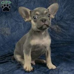 Poppy/French Bulldog									Puppy/Male	/8 Weeks,Poppy is a cute Liliac and Tan French Bulldog puppy with a sweet personality! This guy has been checked by a vet and is up to date on vaccinations & dewormer; plus, he comes with a 2 year genetic health guarantee. Poppy is registered with AKC and would make an excellent addition to anyone’s family!