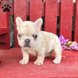 Pixie/French Bulldog									Puppy/Female	/5 Weeks, Pixie is a gorgeous fawn Merle Akc registered Frenchy puppy. Family raised and well socialized! Up to date with all shots and dewormings! Comes with a health guarantee! Delivery available! Contact us today to get your new family member! 