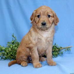 Gracie/Miniature Golden Retriever									Puppy/Female	/6 Weeks,Have a look at this angelic Mini Golden Retriever puppy ready to steal your heart! This adorable pup is up to date on shots and dewormer and vet checked! We offer a health guarantee with each puppy as well! If you are hoping to bring joy and laughter into your home this year consider adopting one of our loving puppies! 