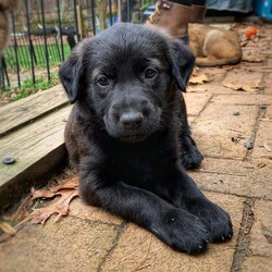 Adopt a dog:Candy litter/Belgian Shepherd / Malinois/Female/Baby,Belgian Shepherd / Golden Retriever mixes
DOB 10/1/22
males and females
estimated adult weight 50-60 lbs

These fluffy puppies will have you screaming 