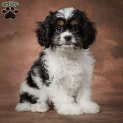 Murphy/Cavapoo									Puppy/Male	/9 Weeks,To contact the breeder about this puppy, click on the “View Breeder Info” tab above.