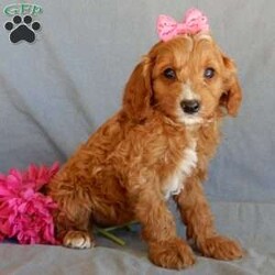 Quincy(mini F1b)/Cavapoo									Puppy/Female	/8 Weeks,Prepare to fall in love!!! My name is Quincy and I’m the sweetest little f1b cavapoo looking for my furever home! One look into my warm, loving eyes and at my silky soft coat and I’ll be sure to have captured your heart already!  I’m very happy, playful and very kid friendly! I am full of personality, and I give amazing puppy kisses and would love to fill your home with all my puppy love! I will come to you vet checked and  up to date on all vaccinations and dewormings . We offer a 3 year guarantee and  shipping is available! My mother is a 20# cavapoo with a heart of gold and my father is an 8# red mini poodle!!   I will grow to approx.12-14# and I will be hypoallergenic and nonshedding! !!… Why wait when you know I’m the one for you? Call or text Martha to make me the newest addition to your family and get ready to spend a lifetime of tail wagging fun with me!   (7% sales tax on Ohio transactions) www.puppyloveparadise.com