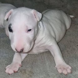 Roman nose bull terrier pups/Bull Terrier Miniature//Younger Than Six Months,Well breed bully's good temperament well proven ,hard if you want them to be or good guard dogs and pets.call for more informationMum is mini dad is full size