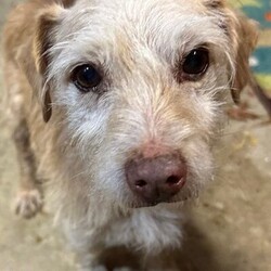 Adopt a dog:Piggy/Wire Fox Terrier/Male/Senior,This is one cute Piggy! Piggy has charm galore packed into his little 10 pound, 10 year old body! Piggy is good with dogs of all sizes and is keeping his crate clean at the kennel. He rides quietly in the car and walks nicely on the leash. Piggy is happy to jump in your lap or hang out by your lap. He isn't thrilled with the crate life so would prefer a home that won't crate him and allow him full access to the home. Please send an email if you would like to learn more about adopting Piggy at adoptme@cockerspanielrescue.com. Piggy is located in the Alexandria, VA area.