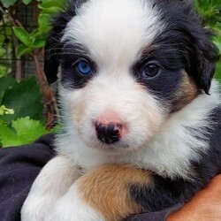 AUSTRALIAN SHEPHERD PUP 6WKS. F. purebred/Australian Shepherd Dog//Younger Than Six Months,REGISTERED BREEDER Responsible Pet Breeder’s Association accredited full member 654SOLD. But I do have 2 siblings available!PLEASE READ ADVERT CAREFULLY!Hello my name is Elizabeth [Lizzy]!!! I am an outgoing, adventurous, loving, inquisitive, black tri-colour Aussie Shepherd, from disease and cancer-free bloodlines. I seek an active home, where I can be doing whatever you are doing, much of the day, every day. I am on the mediumly active end of the spectrum of an energetic breed. Being an Aussie I have a low boredom threshold, which means I absolutely cannot be left alone for long periods during the day. Human mum [Mum] says I am a ‘responsible’ dog, so I will take care of you and your family when I grow up! I am very eager to learn what you want me to know and do!I am the product of a careful breeding programme. I am vet checked, microchipped, vaccinated c5 so you can get me out of the house at 11 weeks. Mum says she has a great buyer’ community with Whatsapp groups, facebook groups, reunions, etc and she follows dogs she bred, for life which is one of many ways she knows I am from disease and dysplasia free bloodlines! Apart from full testing of course. My new family will get a huge puppy pack, with all the information you could ever need for my whole life!The sort of home that would suit me is a busy family with active teenagers, or groundsmen, boatbuilders, riding stables, mountain bike jump builders, farmers, small holdings, or trades that can take me to work. I am very intelligent, easy to train and adaptable. I would not suit you if you are working from home all day on the computer, I would get bored and eat your toes and computer leads!I love kids and other dogs. I have been brought up running free in a back yard with trees and bushes, not in a pen/run! I am very well socialised and love my tummy rubs!I am sold strictly on a non-breeding basis. I also have a litter brother available, who is red coloured with a beautiful ruff and who is not as active as me.I am friendly, loving and very healthy. I am ready to go around 4 Nov, but mum requires minimum 3 visits, so I know you and welcome you, before I leave. If you are from out of town this can be done in a weekend.Mum says sorry she does not fly pups or ship interstate, but my rellys are all over WA! Please text us on ******** 074 and describe why you are the perfect people for me, and your experience with similar dogs. Please be aware that we may or may not reply on a different phone number that you can check against our breeder’s registration. REVEAL_DETAILS Nb my nose will turn black in a few months.