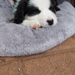 AUSTRALIAN SHEPHERD PUP 6WKS. F. purebred/Australian Shepherd Dog//Younger Than Six Months,REGISTERED BREEDER Responsible Pet Breeder’s Association accredited full member 654SOLD. But I do have 2 siblings available!PLEASE READ ADVERT CAREFULLY!Hello my name is Elizabeth [Lizzy]!!! I am an outgoing, adventurous, loving, inquisitive, black tri-colour Aussie Shepherd, from disease and cancer-free bloodlines. I seek an active home, where I can be doing whatever you are doing, much of the day, every day. I am on the mediumly active end of the spectrum of an energetic breed. Being an Aussie I have a low boredom threshold, which means I absolutely cannot be left alone for long periods during the day. Human mum [Mum] says I am a ‘responsible’ dog, so I will take care of you and your family when I grow up! I am very eager to learn what you want me to know and do!I am the product of a careful breeding programme. I am vet checked, microchipped, vaccinated c5 so you can get me out of the house at 11 weeks. Mum says she has a great buyer’ community with Whatsapp groups, facebook groups, reunions, etc and she follows dogs she bred, for life which is one of many ways she knows I am from disease and dysplasia free bloodlines! Apart from full testing of course. My new family will get a huge puppy pack, with all the information you could ever need for my whole life!The sort of home that would suit me is a busy family with active teenagers, or groundsmen, boatbuilders, riding stables, mountain bike jump builders, farmers, small holdings, or trades that can take me to work. I am very intelligent, easy to train and adaptable. I would not suit you if you are working from home all day on the computer, I would get bored and eat your toes and computer leads!I love kids and other dogs. I have been brought up running free in a back yard with trees and bushes, not in a pen/run! I am very well socialised and love my tummy rubs!I am sold strictly on a non-breeding basis. I also have a litter brother available, who is red coloured with a beautiful ruff and who is not as active as me.I am friendly, loving and very healthy. I am ready to go around 4 Nov, but mum requires minimum 3 visits, so I know you and welcome you, before I leave. If you are from out of town this can be done in a weekend.Mum says sorry she does not fly pups or ship interstate, but my rellys are all over WA! Please text us on ******** 074 and describe why you are the perfect people for me, and your experience with similar dogs. Please be aware that we may or may not reply on a different phone number that you can check against our breeder’s registration. REVEAL_DETAILS Nb my nose will turn black in a few months.