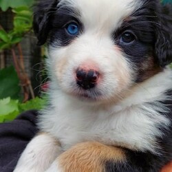 AUSTRALIAN SHEPHERD PUP 6WKS. F. purebred/Australian Shepherd Dog//Younger Than Six Months,REGISTERED BREEDER Responsible Pet Breeder’s Association accredited full member 654SOLD. But I do have 2 siblings available!PLEASE READ ADVERT CAREFULLY!Hello my name is Elizabeth [Lizzy]!!! I am an outgoing, adventurous, loving, inquisitive, black tri-colour Aussie Shepherd, from disease and cancer-free bloodlines. I seek an active home, where I can be doing whatever you are doing, much of the day, every day. I am on the mediumly active end of the spectrum of an energetic breed. Being an Aussie I have a low boredom threshold, which means I absolutely cannot be left alone for long periods during the day. Human mum [Mum] says I am a ‘responsible’ dog, so I will take care of you and your family when I grow up! I am very eager to learn what you want me to know and do!I am the product of a careful breeding programme. I am vet checked, microchipped, vaccinated c5 so you can get me out of the house at 11 weeks. Mum says she has a great buyer’ community with Whatsapp groups, facebook groups, reunions, etc and she follows dogs she bred, for life which is one of many ways she knows I am from disease and dysplasia free bloodlines! Apart from full testing of course. My new family will get a huge puppy pack, with all the information you could ever need for my whole life!The sort of home that would suit me is a busy family with active teenagers, or groundsmen, boatbuilders, riding stables, mountain bike jump builders, farmers, small holdings, or trades that can take me to work. I am very intelligent, easy to train and adaptable. I would not suit you if you are working from home all day on the computer, I would get bored and eat your toes and computer leads!I love kids and other dogs. I have been brought up running free in a back yard with trees and bushes, not in a pen/run! I am very well socialised and love my tummy rubs!I am sold strictly on a non-breeding basis. I also have a litter brother available, who is red coloured with a beautiful ruff and who is not as active as me.I am friendly, loving and very healthy. I am ready to go around 4 Nov, but mum requires minimum 3 visits, so I know you and welcome you, before I leave. If you are from out of town this can be done in a weekend.Mum says sorry she does not fly pups or ship interstate, but my rellys are all over WA! Please text us on ******** 074 and describe why you are the perfect people for me, and your experience with similar dogs. Please be aware that we may or may not reply on a different phone number that you can check against our breeder’s registration. REVEAL_DETAILS Nb my nose will turn black in a few months.