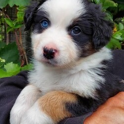 AUSTRALIAN SHEPHERD PUP 6WKS. F. purebred/Australian Shepherd Dog//Younger Than Six Months,REGISTERED BREEDER Responsible Pet Breeder’s Association accredited full member 654SOLD. But I do have 2 siblings available!PLEASE READ ADVERT CAREFULLY!Hello my name is Elizabeth [Lizzy]!!! I am an outgoing, adventurous, loving, inquisitive, black tri-colour Aussie Shepherd, from disease and cancer-free bloodlines. I seek an active home, where I can be doing whatever you are doing, much of the day, every day. I am on the mediumly active end of the spectrum of an energetic breed. Being an Aussie I have a low boredom threshold, which means I absolutely cannot be left alone for long periods during the day. Human mum [Mum] says I am a ‘responsible’ dog, so I will take care of you and your family when I grow up! I am very eager to learn what you want me to know and do!I am the product of a careful breeding programme. I am vet checked, microchipped, vaccinated c5 so you can get me out of the house at 11 weeks. Mum says she has a great buyer’ community with Whatsapp groups, facebook groups, reunions, etc and she follows dogs she bred, for life which is one of many ways she knows I am from disease and dysplasia free bloodlines! Apart from full testing of course. My new family will get a huge puppy pack, with all the information you could ever need for my whole life!The sort of home that would suit me is a busy family with active teenagers, or groundsmen, boatbuilders, riding stables, mountain bike jump builders, farmers, small holdings, or trades that can take me to work. I am very intelligent, easy to train and adaptable. I would not suit you if you are working from home all day on the computer, I would get bored and eat your toes and computer leads!I love kids and other dogs. I have been brought up running free in a back yard with trees and bushes, not in a pen/run! I am very well socialised and love my tummy rubs!I am sold strictly on a non-breeding basis. I also have a litter brother available, who is red coloured with a beautiful ruff and who is not as active as me.I am friendly, loving and very healthy. I am ready to go around 4 Nov, but mum requires minimum 3 visits, so I know you and welcome you, before I leave. If you are from out of town this can be done in a weekend.Mum says sorry she does not fly pups or ship interstate, but my rellys are all over WA! Please text us on ******** 074 and describe why you are the perfect people for me, and your experience with similar dogs. Please be aware that we may or may not reply on a different phone number that you can check against our breeder’s registration. REVEAL_DETAILS Nb my nose will turn black in a few months.