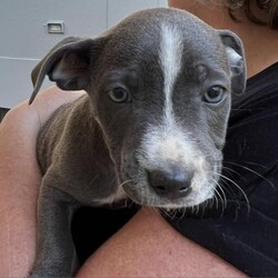 Adopt a dog:Cheuy/Blue Lacy/Male/Baby,Cheuy is 6 weeks old and will not be ready for his forever home until December 1, 2022