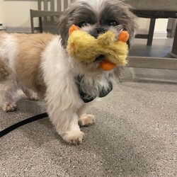 Adopt a dog:SISCO!/Shih Tzu/Male/Senior,MEET SISCO!

Somewhere around 10-12 years old, Sisco the Shih Tzu was surrendered to Philly's animal control shelter in his golden years after his original owner passed away. Luckily, Sisco was  lucky to land in a loving foster home where he's been able to recover from his stint in the shelter and catch up on some vet care that was preventing him from feeling his best. Now that he's a new man, he's ready for a new home!

Sisco is the perfect balance of gentle old man and playful pup. He loves everyone he meets, kids and pets included! He's currently in foster care with a couple other dogs and a couple cats and gets along with them wonderfully! He's also a gentleman at the groomer and a great 