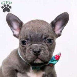 Jase/French Bulldog									Puppy/Male	/9 Weeks,Meet Jase, our happy-go-lucky little French Bulldog who has never met a stranger! He is quite the unique little boy with his gorgeous midnight colored eyes. He loves to spend hours romping around the yard and playing with his favorite humans. He is that perfect little companion to take everywhere with you and be your best friend. He loves tummy rubs and is always down for a good game of tug-of-war. The mama named Samoa who has a super outgoing and friendly personality. Dad is a super handsome French Bulldog named Murphy. He lives up to his name with his gorgeous coloring and happy, energetic personality. Each of the babies will arrive at their new home completely vet checked, current on vaccines and deworming, microchipped, and our one year genetic health guarantee will be included. We require a deposit to reserve this baby! And comes with AKC registration papers. Call Karen at 330-231-9728 with any questions!