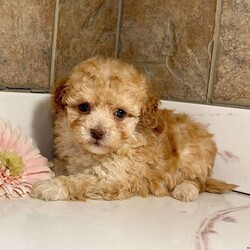 Cutie/Havapoo									Puppy/Female	/8 Weeks, Cutie is a gorgeous gold havanese poodle mix puppy! Family raised and well socialized! Up to date with all shots and dewormings! Comes with a health guarantee! Delivery available! Contact us today 330-473-8809 to get your new family member! 