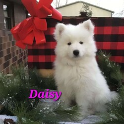 Daisy/Samoyed									Puppy/Female	/9 Weeks,Daisy is my sweetheart!