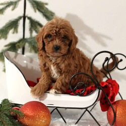 Scooter/Cavapoo									Puppy/Male	/8 Weeks,To contact the breeder about this puppy, click on the “View Breeder Info” tab above.