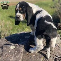 Peppermint/Basset Hound									Puppy/Male	/8 Weeks,Peppermint is a lovable fella who has been family raised. He is looking for his forever home now! 