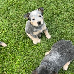 Cattle dog pups/Australian Stumpy Tail Cattle Dog//Younger Than Six Months,I have 8 little blue cattle dog puppie for sale 4 girl and 4 boys looking for there forever homes all stumpy tail apart from one little girl who is full tail puppies will be up to date with there worming vacs and will be mic before then leave and will be ready for there new homes on the 3/1/23