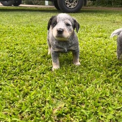Cattle dog pups/Australian Stumpy Tail Cattle Dog//Younger Than Six Months,I have 8 little blue cattle dog puppie for sale 4 girl and 4 boys looking for there forever homes all stumpy tail apart from one little girl who is full tail puppies will be up to date with there worming vacs and will be mic before then leave and will be ready for there new homes on the 3/1/23