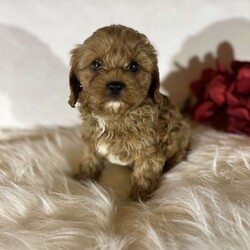 Princess/Cavapoo									Puppy/Female	/10 Weeks,Here is Princess!  Family raised and socialized.  She has been raised in our home with lots of love.  Our pups are vet checked, wormed, and up to date with shots.  She will steal your heart!  Call today 