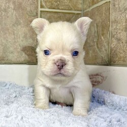 Princess/French Bulldog									Puppy/Female	/11 Weeks,Princess is a perfect lilac tan Merle platinum visual fluffy Akc registered french bulldog puppy! No brindle! Super short compact high quality! Perfect dna! Blue eyes! Family raised and well socialized! Up to date with all shots and dewormings! Comes with a health guarantee! Delivery available! Contact us today to get your new family member!