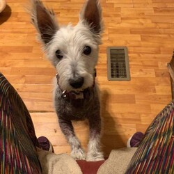 Adopt a dog:Pumpernickel/West Highland White Terrier / Westie/Female/Adult,Hi- I'm Pumpernickel!  I'm 15 pounds of pure sweetness. I'm also an adorable little lady, although I am currently being treated for a skin condition, so my true beauty is still unfolding. (Once I am fully recovered, I'll look more like my canine goddess self and less like a possum!) I'm playful and friendly and will bring you so much joy. I'm fully vetted and am ready to meet you!