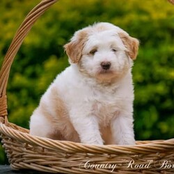 Mini Bordoodle Puppy READY TO GO! /Border Collie//Younger Than Six Months,***One Apricot Parti Female left***This little girl is an absolute sweetheart. She loves people and can never get enough cuddles.She is readvertised due to new owners unforseen circumstances and is the last available pup from our gorgeous Bordoodle litter.Parents have both been DNA tested (Full Breed Profile with Orivet) to ensure our pups wont be affected by tested genetic disorders common in both breeds.Mother is a small Border Collie at 15kg. She is a very smart loyal and kind natured girl.Sire is a gorgeous Chocolate and White Parti Poodle 6.5kg.Our puppies are brought up in the family home with lots of love and play. Once they are old enough to go outside they have plenty of room to run and explore. There is lots to encounter horses, cows, birds, cats, other dogs, tractors and children.Puppies will be:-Microchipped-Vaccinated-Wormed at 2,4,6 and 8 weeksThey Come with a puppy pack containing-Folder with general puppy information-Microchip and Vaccination details-Dates to remember-Blanket carrying scent of mother and litter mates to help with initial separation.-Black Hawk sample pack for pups picked up in person or by road transport.Ready for her new home January 8th$3500More photos of her and her parents availableShould mature between 9 and 15kg larger than a cavoodle moodle mini spoodle smaller than a labradoodle groodle sheepadoodle standard bordoodle or ausiedoodleWe can help organise road transport or Flights at buyers expense.Pups can be picked up from our property near Lismore NSWFollow our instagram for updates @countryroadbordoodles or facebook group https://www.facebook.com/groups/1173467906737367/RPBA 4196NSW Breeder Identification Number B000613960$3500Video https://youtu.be/N23MBlvQwDQ