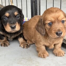 Long hair miniature dachshund carrying cream /Dachshund//Younger Than Six Months,Born 19-12-223 beautiful male long hair mini Dachshunds.Red dapple male 1 $3500Red dapple male 2 $3500Black and tan male $3500All 3 boys WILL carry cream. Possibly chocolate, piebald and dilute.Dad is 5kg shaded cream mini with a full genetic testing profile. He Carrie’s choc, dapple, piebald and dilute. Pra etc clear.Mum is a 5kg shaded red long hair mini with a full genetic testing profile. She Carrie’s piebald and is Pra etc clear.Both parents are inside dogs and loving companions. Both are long hairs and true mini Dachshunds.Puppies have been Brought up on a mixture of Blackhawk puppy, turkey mince, sardines and chicken.They will be wormed every 2 weeks. They will come with microchip ,vaccination and vet check.These are located in Qld, we are advising in several states as we are happy transport at buyers expense.BIN0001890554840RPBA number 5499