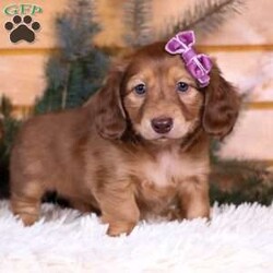 Cocoa Beane/Dachshund									Puppy/Female	/7 Weeks,Meet Cocoa Beane, a gorgeous, Mini Dachshund! She is one in a million. With silky soft fur, sparkling puppy-dog-eyes and sweet puppy kisses, this baby girl will steal your heart from the very first moment you meet her. Playtime and tummy rubs are her favorite and she will always find a way to make you smile with her cute puppy antics. She has been loved and doted on since birth and will be the perfect companion to go everywhere with you! Her mama is a super sweet Dachshund named Allie. She loves exploring the outdoors and following us everywhere. She weighs a beautiful 12 lbs. Dad is a handsome Dachshund named Louie. He is super friendly and weighs 12 lbs. as well. This baby will join her forever family with the first vet check completed, microchipped, current on vaccines and dewormer, and our one year genetic health guarantee will be included. Please call or text Tracy to learn more about this little sweetheart! We are available Monday through Saturday.
