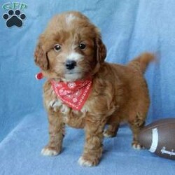 Toby (F1b mini)/Mini Goldendoodle									Puppy/Male	/7 Weeks,Prepare to fall in love!!! My name is Joey and I’m the sweetest little F1b mini goldendoodle looking for my furever home! One look into my warm, loving eyes and at my silky soft coat and I’ll be sure to have captured your heart already!  I’m very happy, playful and very kid friendly and I would love to fill your home with all my puppy love!! I am full of personality, and I give amazing puppy kisses! I stand out above the rest with my beautiful colored coat!!…  I will come to you vet checked and  up to date on all vaccinations and dewormings . We offer a 3 year guarantee and  shipping is available! My mother is our precious Mila a  27# mini goldendoodle with a heart of gold and my father is Atlas our 16# AKC red mini poodle  and he has been genetically tested clear!!Both of the parents are on the premises and available to meet!   I will grow to approx  18-22# and I will be hypoallergenic and nonshedding! !!… Why wait when you know I’m the one for you? Call or text Martha to make me the newest addition to your family and get ready to spend a lifetime of tail wagging fun with me!   (7% sales tax on in home pickups)   