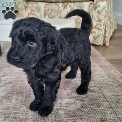 Olive/Portuguese Water Dog									Puppy/Female	/7 Weeks,Sweet personality. Raised in our home with our family. Parents had genetic testing done and have had hips evaluated with good results.