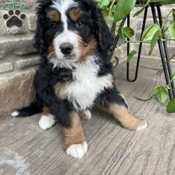 Heath/Bernese Mountain Dog									Puppy/Male	/8 Weeks,Heath is an energetic happy guy!  He loves to play and is always friendly and happy to interact with people. 