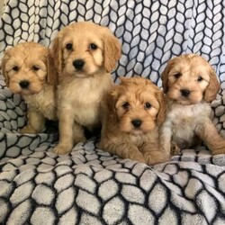 Spoodle golden puppies///Younger Than Six Months,Beautiful healthy litter of golden spoodle puppies available now.Fully vet checked, wormed etc certificate given to new owner.The food they have been raised on will be given to help transition into their new homes.F1 spoodles mum English cocker spaniel, dad a miniature poodleBoys pic on dark blue.Girls on white and blue.$2000******** 152 REVEAL_DETAILS Rpba 10973