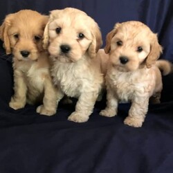 Spoodle golden puppies///Younger Than Six Months,Beautiful healthy litter of golden spoodle puppies available now.Fully vet checked, wormed etc certificate given to new owner.The food they have been raised on will be given to help transition into their new homes.F1 spoodles mum English cocker spaniel, dad a miniature poodleBoys pic on dark blue.Girls on white and blue.$2000******** 152 REVEAL_DETAILS Rpba 10973