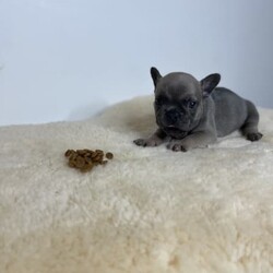 FRENCH BULLDOGS / Testable carriers ///Younger Than Six Months,