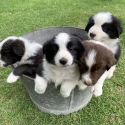 Adopt a dog:Border Collie Purebred Puppies Chocolate Blue Black and White/Border Collie//Younger Than Six Months,Available for sale are these 4 beautiful patterned Border Collie Pups. We pride ourselves by caring for our Border Collies with high standards. Our Border Collies are our family and are inside and outside dogs, the litter were born inside our home and that’s were they will remain until they leave for their forever homes. The pups come from a very placid temperament obedient intelligent blue and white mother which is from a litter from a Black and white mother and Lilac and White father. The father of the pups is a Chocolate and White Purebred Border Collie.We are located on 11 acres with Sheep, chooks, cats and a mini foxy terrier and the mother and father play well with all our animals.It is very important to socialise, walk and give them plenty of exercise, I would like to know upon purchase that the pup will be going to a home with dedicated loving owners.I have available for sale:-1 X Black and White Border Collie Male$20001 X Black and White Border Collie Female $20001 X Chocolate and White Border Collie Female $20001X Blue and White Border Collie Female $2000The pups where born on Monday morning on Boxing Day the 26th of December 2022 and will be available for their new family on or after Friday 17th February 2023All Pups have and will be wormed fortnightly and will have a comprehensive VET check as well as be microchipped on Wednesday 15th February. I am a registered Breeder with the NSW Pet Registry Member Number: B000693129I am also a member of RPBA member Number 7126I am located in Grose Vale NSW 2753Please feel free to contact me regarding any questions you may have.