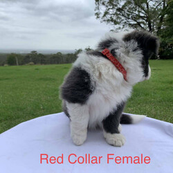 Adopt a dog:Border Collie Purebred Puppies Chocolate Blue Black and White/Border Collie//Younger Than Six Months,Available for sale are these 4 beautiful patterned Border Collie Pups. We pride ourselves by caring for our Border Collies with high standards. Our Border Collies are our family and are inside and outside dogs, the litter were born inside our home and that’s were they will remain until they leave for their forever homes. The pups come from a very placid temperament obedient intelligent blue and white mother which is from a litter from a Black and white mother and Lilac and White father. The father of the pups is a Chocolate and White Purebred Border Collie.We are located on 11 acres with Sheep, chooks, cats and a mini foxy terrier and the mother and father play well with all our animals.It is very important to socialise, walk and give them plenty of exercise, I would like to know upon purchase that the pup will be going to a home with dedicated loving owners.I have available for sale:-1 X Black and White Border Collie Male$20001 X Black and White Border Collie Female $20001 X Chocolate and White Border Collie Female $20001X Blue and White Border Collie Female $2000The pups where born on Monday morning on Boxing Day the 26th of December 2022 and will be available for their new family on or after Friday 17th February 2023All Pups have and will be wormed fortnightly and will have a comprehensive VET check as well as be microchipped on Wednesday 15th February. I am a registered Breeder with the NSW Pet Registry Member Number: B000693129I am also a member of RPBA member Number 7126I am located in Grose Vale NSW 2753Please feel free to contact me regarding any questions you may have.