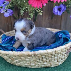 Bailey/Miniature Australian Shepherd									Puppy/Male	/6 Weeks,To contact the breeder about this puppy, click on the “View Breeder Info” tab above.