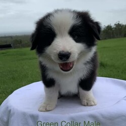 Adopt a dog:Border Collie Purebred Puppies Chocolate Blue Black and White/Border Collie//Younger Than Six Months,Available for sale are these 4 beautiful patterned Border Collie Pups. We pride ourselves by caring for our Border Collies with high standards. Our Border Collies are our family and are inside and outside dogs, the litter were born inside our home and that’s were they will remain until they leave for their forever homes. The pups come from a very placid temperament obedient intelligent blue and white mother which is from a litter from a Black and white mother and Lilac and White father. The father of the pups is a Chocolate and White Purebred Border Collie.We are located on 11 acres with Sheep, chooks, cats and a mini foxy terrier and the mother and father play well with all our animals.It is very important to socialise, walk and give them plenty of exercise, I would like to know upon purchase that the pup will be going to a home with dedicated loving owners.I have available for sale:-1 X Black and White Border Collie Male$20001 X Black and White Border Collie Female $20001 X Chocolate and White Border Collie Female $20001X Blue and White Border Collie Female $2000The pups where born on Monday morning on Boxing Day the 26th of December 2022 and will be available for their new family on or after Friday 17th February 2023All Pups have and will be wormed fortnightly and will have a comprehensive VET check as well as be microchipped on Wednesday 15th February. I am a registered Breeder with the NSW Pet Registry Member Number: B000693129I am also a member of RPBA member Number 7126I am located in Grose Vale NSW 2753Please feel free to contact me regarding any questions you may have.