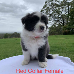 Adopt a dog:Border Collie Purebred Puppies Chocolate Blue Black and White/Border Collie//Younger Than Six Months,Available for sale are these 4 beautiful patterned Border Collie Pups. We pride ourselves by caring for our Border Collies with high standards. Our Border Collies are our family and are inside and outside dogs, the litter were born inside our home and that’s were they will remain until they leave for their forever homes. The pups come from a very placid temperament obedient intelligent blue and white mother which is from a litter from a Black and white mother and Lilac and White father. The father of the pups is a Chocolate and White Purebred Border Collie.We are located on 11 acres with Sheep, chooks, cats and a mini foxy terrier and the mother and father play well with all our animals.It is very important to socialise, walk and give them plenty of exercise, I would like to know upon purchase that the pup will be going to a home with dedicated loving owners.I have available for sale:-1 X Black and White Border Collie Male$20001 X Black and White Border Collie Female $20001 X Chocolate and White Border Collie Female $20001X Blue and White Border Collie Female $2000The pups where born on Monday morning on Boxing Day the 26th of December 2022 and will be available for their new family on or after Friday 17th February 2023All Pups have and will be wormed fortnightly and will have a comprehensive VET check as well as be microchipped on Wednesday 15th February. I am a registered Breeder with the NSW Pet Registry Member Number: B000693129I am also a member of RPBA member Number 7126I am located in Grose Vale NSW 2753Please feel free to contact me regarding any questions you may have.