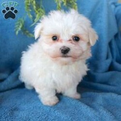 Snicker/Maltese									Puppy/Male	/7 Weeks,Here comes a snow white Maltese puppy ready to steal your heart! This loving ball of fur is vet checked and up to date on shots and dewormer. Each puppy is playful and loves attention. If you are looking for a new best friend contact us today! 