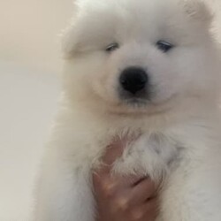 Adopt a dog:Pure Breed Samoyed Puppies. Two boys left/Samoyed//Younger Than Six Months,TWO BOYS LEFT!We have an adorable litter of Samoyed puppies born on NYE, that will be ready to go to their new forever homes on the 27th of February 2023 at 8 weeks old! Both mum and dad are genetically tested pure breed Samoyeds and can be given at request. They will be vaccinated, microchipped, wormed, and have regular vet check-ups. You are more than welcome to come and view the puppies in person or via facetime/Facebook video. This is Snow's second and last litter. These puppies have been absolutely adored and loved, and we would really love for them to go to their forever homes. I will be able to deliver the puppies to the Sydney area if needed.There are five males and one femaleFemale left: noneMales left: 2