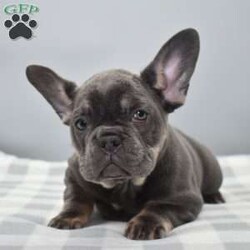 Abigail/French Bulldog									Puppy/Female	/11 Weeks,Abigail is a purebred akc registered French bulldog female puppy, she has been genetically tested and cleared for any genetic disorders in the breed, she is ready to join her for ever home today!! We are located in Dayton Ohio and have over 100s of references follow ig @augiesdogies, Abigail has been vet checked healthy, up to date on shots, dewormings, microchiped and dewclaws removed! You will not be disappointed!! We accept PayPal, venmo and zelle for deposit. If you are interested but live too far away?, no worries we can make shipping arrangements to deliver to your front door, typically $650 extra USA. International transportation can be discussed. Abigail is very intelligent and easy to train, we have over15 years experience and our puppies are very well socialized and raised indoors with kids of all ages adults and other dogs! Call for a quick response, Serious inquiries only!! Unfortunately we DO not offer financing you would need to contact your credit union for that matter.