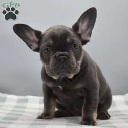 Abigail/French Bulldog									Puppy/Female	/11 Weeks,Abigail is a purebred akc registered French bulldog female puppy, she has been genetically tested and cleared for any genetic disorders in the breed, she is ready to join her for ever home today!! We are located in Dayton Ohio and have over 100s of references follow ig @augiesdogies, Abigail has been vet checked healthy, up to date on shots, dewormings, microchiped and dewclaws removed! You will not be disappointed!! We accept PayPal, venmo and zelle for deposit. If you are interested but live too far away?, no worries we can make shipping arrangements to deliver to your front door, typically $650 extra USA. International transportation can be discussed. Abigail is very intelligent and easy to train, we have over15 years experience and our puppies are very well socialized and raised indoors with kids of all ages adults and other dogs! Call for a quick response, Serious inquiries only!! Unfortunately we DO not offer financing you would need to contact your credit union for that matter.