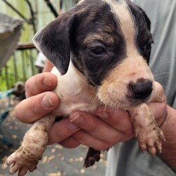 Adopt a dog:Puppy Aria/Catahoula Leopard Dog/Female/Baby,I was born on 1/03/2023, my mom is a small catahoula mix (40 pounds). I will start my vaccinations on March 18th, then will be ready for adoption. I am such a sweet girl like my momma.