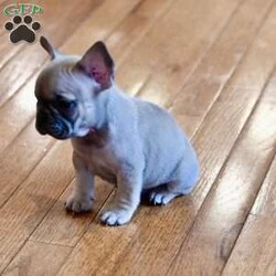 Buddy/French Bulldog									Puppy/Male	/8 Weeks,Hello, Buddy is blue fawn in color he is very playful and full of personality registered, health guarantee, vet checked, two sets of shots and dewormed. Please contact if interested. 