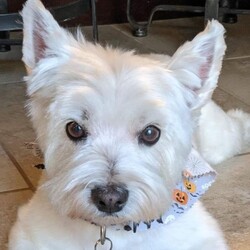 Adopt a dog:GRACE/West Highland White Terrier / Westie/Female/Senior,Please NOTE: We DO NOT adopt dogs to homes farther than a 1 hour drive from Largo, FL. 

Thank you***
https://www.pawliferescuegroup.org/adoption-application

Grace is a 14 year old Westie who is nearly deaf. She will need a loving home who understands the challenges of owning a senior pup. Her dad is in the hospital and will not be able to care for her due to his health. She has never been alone so will need someone who will mostly be home with her.  She is good with other dogs.  Needs frequent potty break and will need to be on special diet food for some stomach issues she has on occasion. Looking for her last forever/fospice home. Grace is a total love and very sweet.  She deserves a loving home for the rest of her life.?

https://www.pawliferescuegroup.org/adoption-application

As we are a small rescue, at this time, we can only take inquiries from Pinellas County Residents.

Please only send inquires to the email in this bio (pawliferescuegroup@gmail.com) all others will not be answered. Please read the bio before sending questions - we answer all we know about the dog/cat here. When filling out an adoption application, please make sure to answer ALL questions and not leave anything blank as this will delay the process of your application. 

Please visit our website for more information on the adoption process.

Located in Pinellas County, Florida.