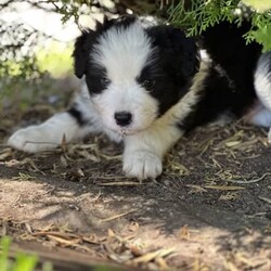 Adopt a dog:Border Collie Puppies Pure bred/Border Collie//Younger Than Six Months,Border collie male puppy purebred.I have one 8 week old male puppy available.Big man is absolutely awesome, he loves the beach, the boat, my cats and kittens.He is vaccinated, microchipped, wormed , vet checked and cleared, READY TO GO NOW