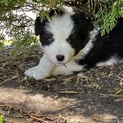 Adopt a dog:Border Collie Puppies Pure bred/Border Collie//Younger Than Six Months,Border collie male puppy purebred.I have one 8 week old male puppy available.Big man is absolutely awesome, he loves the beach, the boat, my cats and kittens.He is vaccinated, microchipped, wormed , vet checked and cleared, READY TO GO NOW