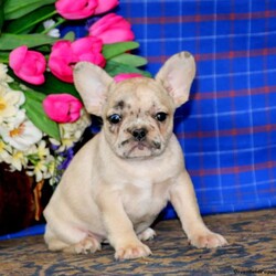 Kelly/French Bulldog									Puppy/Female	/8 Weeks,This darling French Bulldog puppy is such a sweetheart! Kelly is an absolute cutie pie who can be registered with the AKC. This puppy comes home vet checked and up to date on shots and de-wormer. In addition, the breeders are providing both a 30 day health guarantee and an extended genetic health guarantee for Kelly. For more details and to arrange a time to meet this little one, please call Enos and Sarah today!