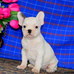 Karson/French Bulldog									Puppy/Male	/8 Weeks,This darling French Bulldog puppy is such a sweetheart! Karson is an absolute cutie pie who can be registered with the AKC. This puppy comes home vet checked and up to date on shots and de-wormer. In addition, the breeders are providing both a 30 day health guarantee and an extended genetic health guarantee for Karson. For more details and to arrange a time to meet this little one, please call Enos and Sarah today!